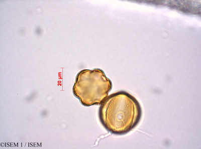 Lythrum salicaria - lame n° 29220